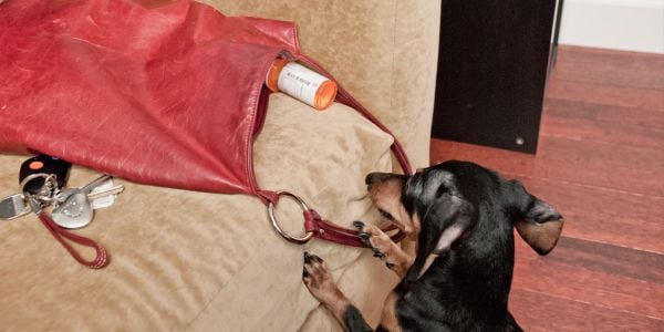 dachshund getting into a purse with ADHD medication-PV