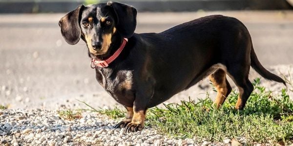 posture and neurological changes in dogs