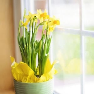 daffodils on a window sill toxic to pets-pix