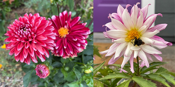 dahlias pet safe flowers two varieties