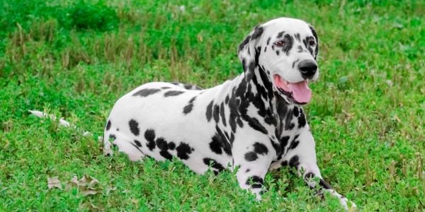 dalmatian dog lying in the grass