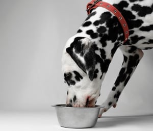 dalmation dog eating food