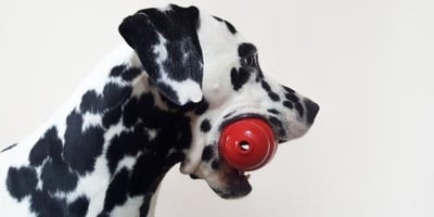 Fable  The Game - Best Dog Enrichment Toy & Feeder In One