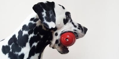 dalmation holding a red kong toy in mouth 600 canva