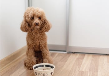 dark tan miniature poodle sitting in front of food bowl