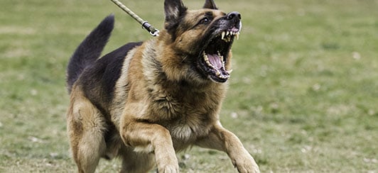fear barking from leash reactivity