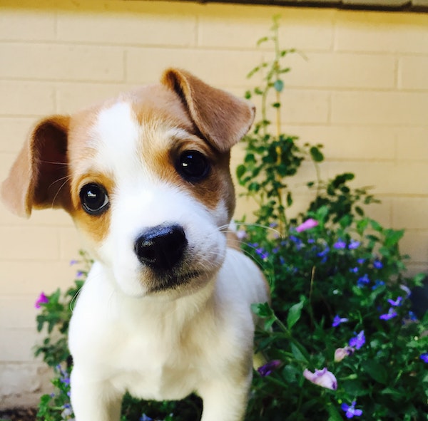 pachira aquatica poisonous to dogs