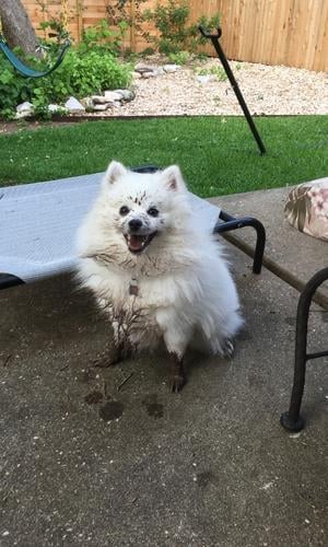 dirty dog covered in mud backyard