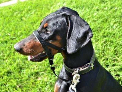 doberman dog wearing a head collar to prevent poop eating