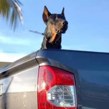 doberman in the back of a truck