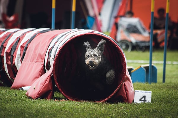 dog agility course training