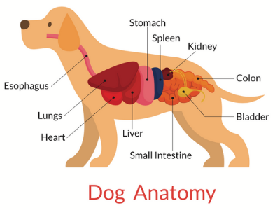 dog anatomy - GDV bloat