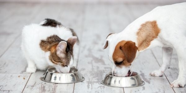 dog and cat eating food together