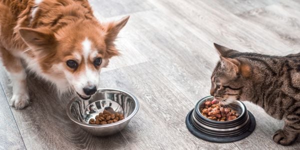 dog and cat eating side by side