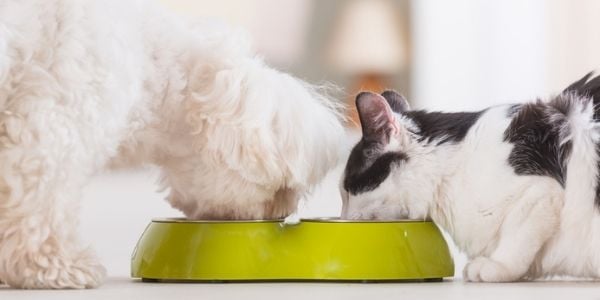 dog and cat eating together