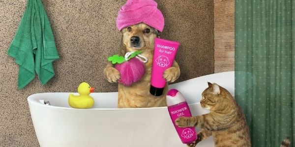 can cats and dogs get acne