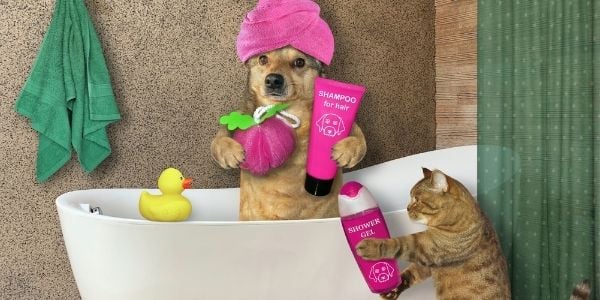 dog and cat getting ready to take a bath with shampoo