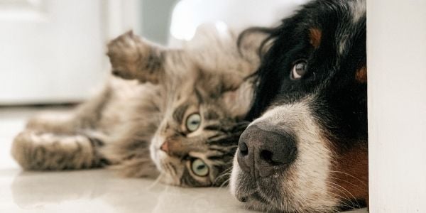 dog and cat lying in bathroom