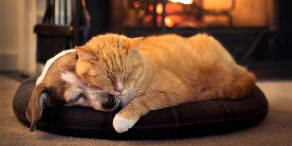 dog and cat sleeping together in a bed by the fire