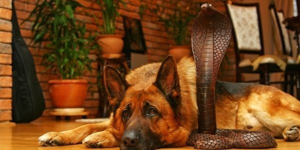 dog and snake aversion training