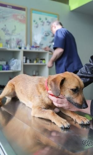 dog at the vet for diarrhea