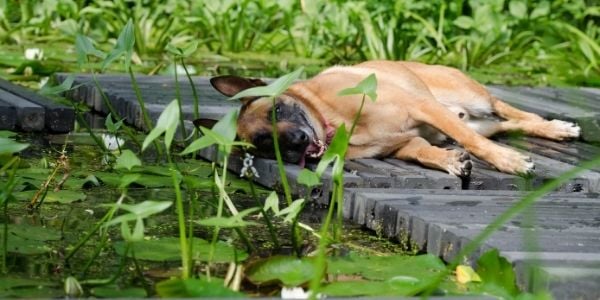 can pool water kill a dog