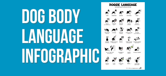dog body language infographic 