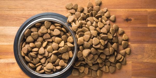 dog bowl overflowing with kibble