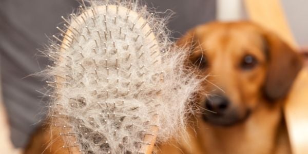 dog brush full of fur