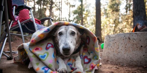 dog camping wrapped in a blanket