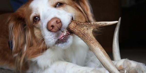dog chewing on antler