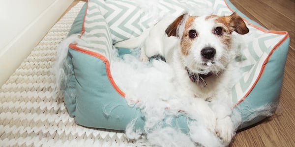 dog chewing up dog bed