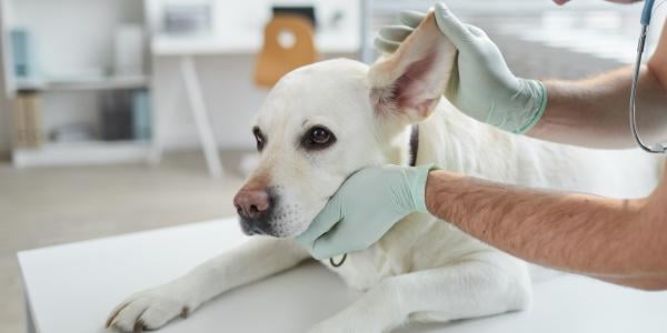 dog chin rest while having ear examined