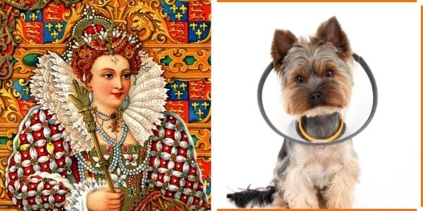 dog cone named after elizabethan collar