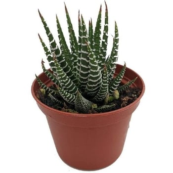 dog dafe plant Haworthia