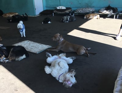 naptime at dog daycare with multiple dogs sleeping on the floor near each other