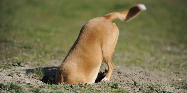 dog digging in yard