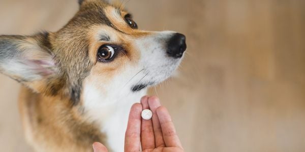 dog does not want to take a pill