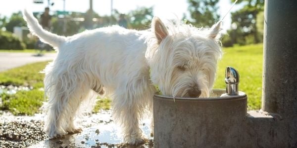 dog drinking from communal fountain