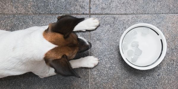 dog drinking ice water-DP