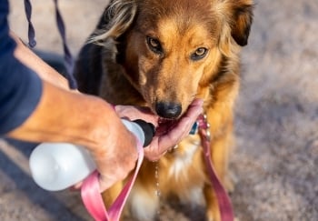 dog drinking water from water bottle 350 canva