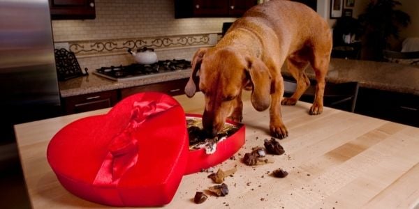 dog eating Valentines chocolate