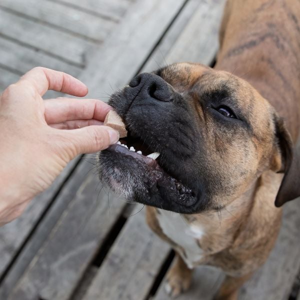 dog eating pill wrapped in cat food