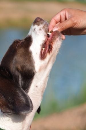 dog eating treat out of owners hand