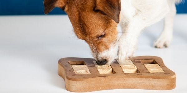 Brain Games for Dogs - DIY Puzzle Toys 