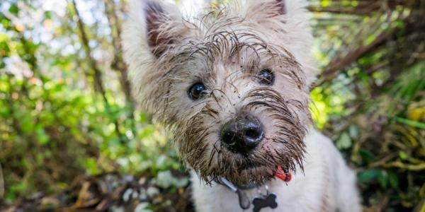 dog face covered in mud