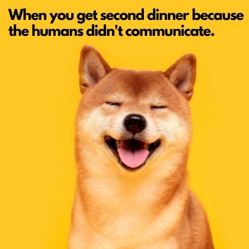 dog gets second dinner meme