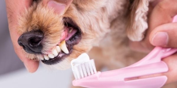 dog getting front teeth brushed