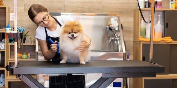 dog groomer brushing pomeranian