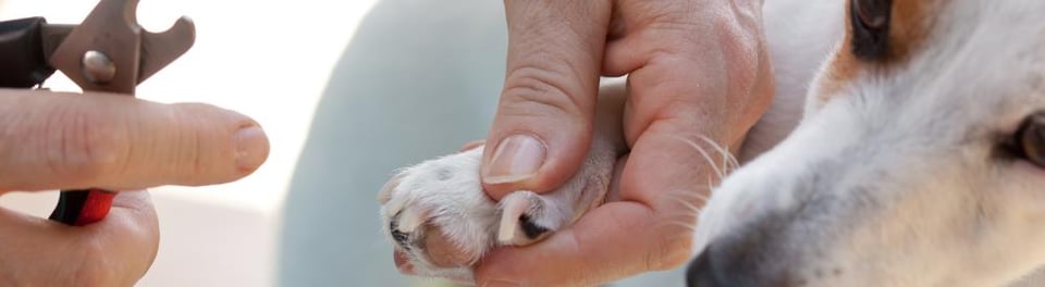 dog having nails trimmed
